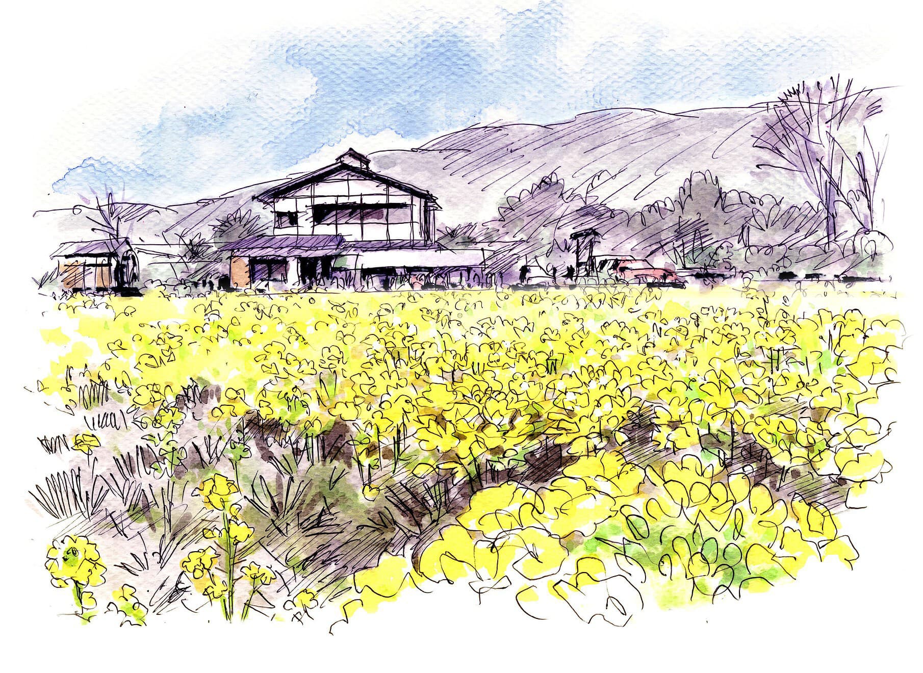 ふるさと公園の菜の花